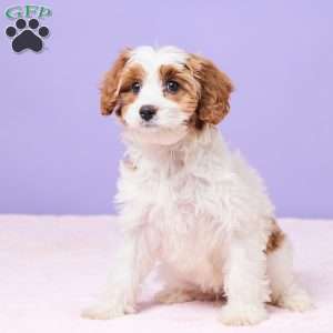 Clementine, Cavapoo Puppy